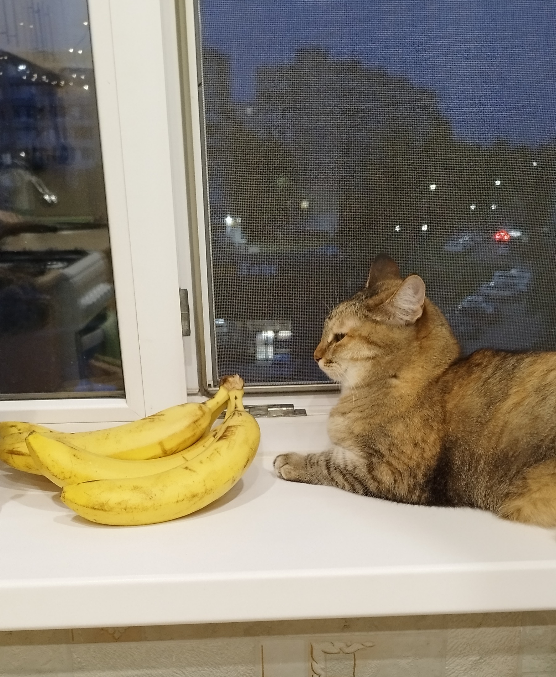 “What did you buy again?? Mistress, you should get married...” - My, cat, Banana, Pets, The photo