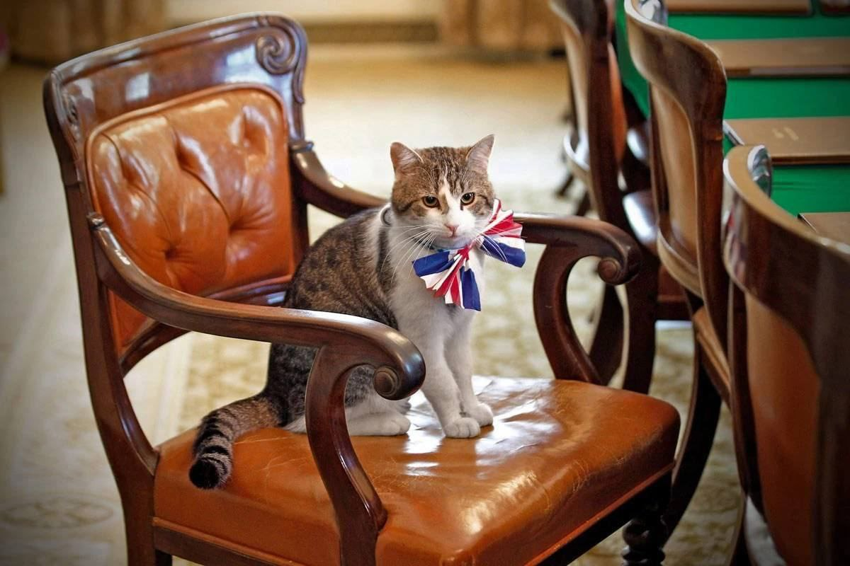 In memory of bygone times - cat, Rishi Sunak, Resignation, Parting, Fluffy, Great Britain, Prime Minister, Telegram (link)