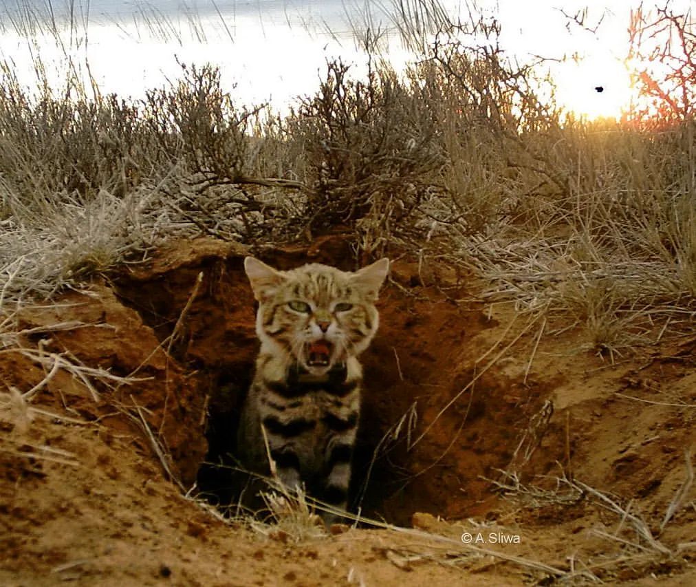 Меня будить?!! - Черноногая кошка, Малые кошки, Семейство кошачьих, Хищные животные, Дикие животные, Дикая природа, Заповедники и заказники, Южная африка, Фотография, Зевота, Фотоловушка