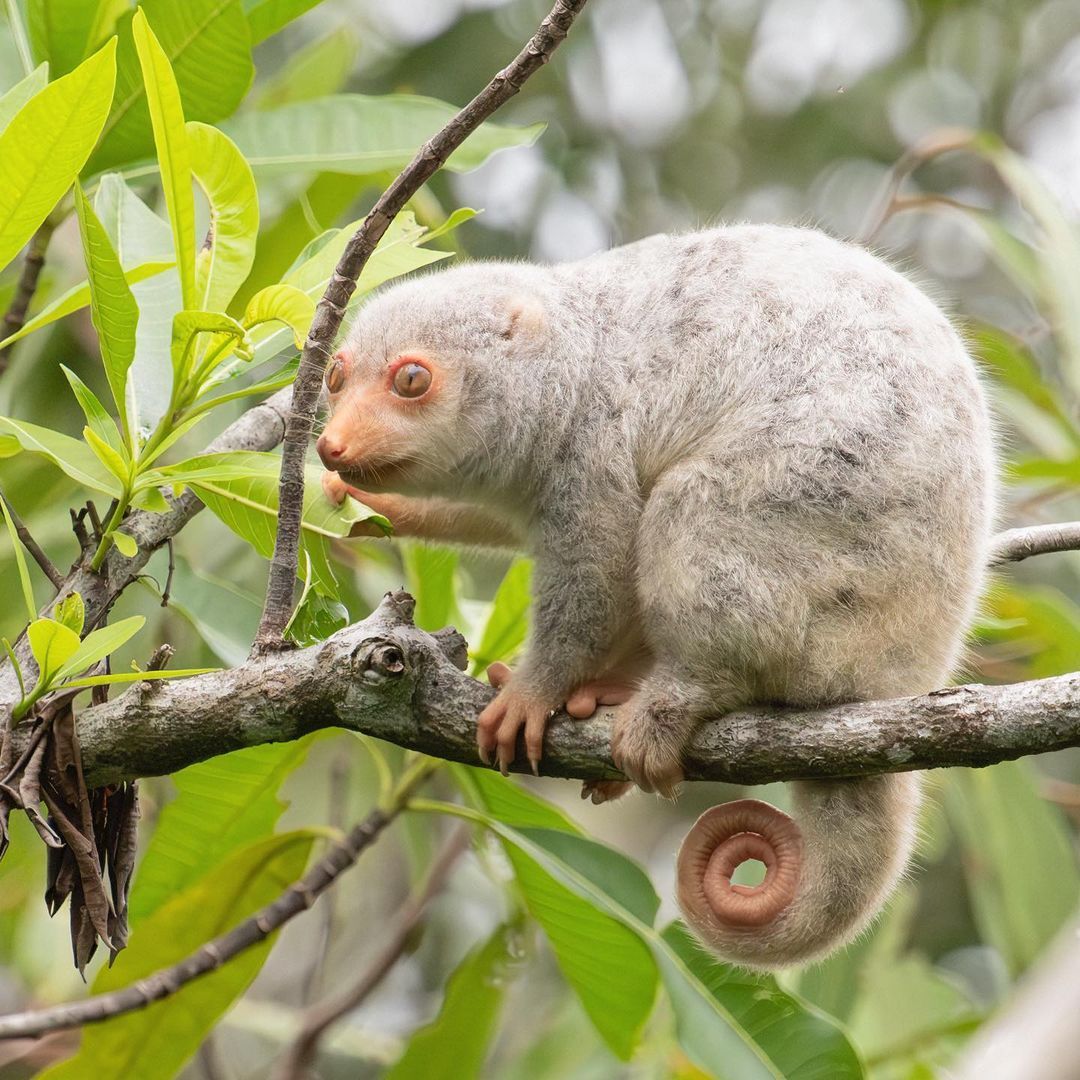 Baby spotted cuscus - Couscous, Possum, Marsupials, Wild animals, wildlife, National park, Australia, The photo