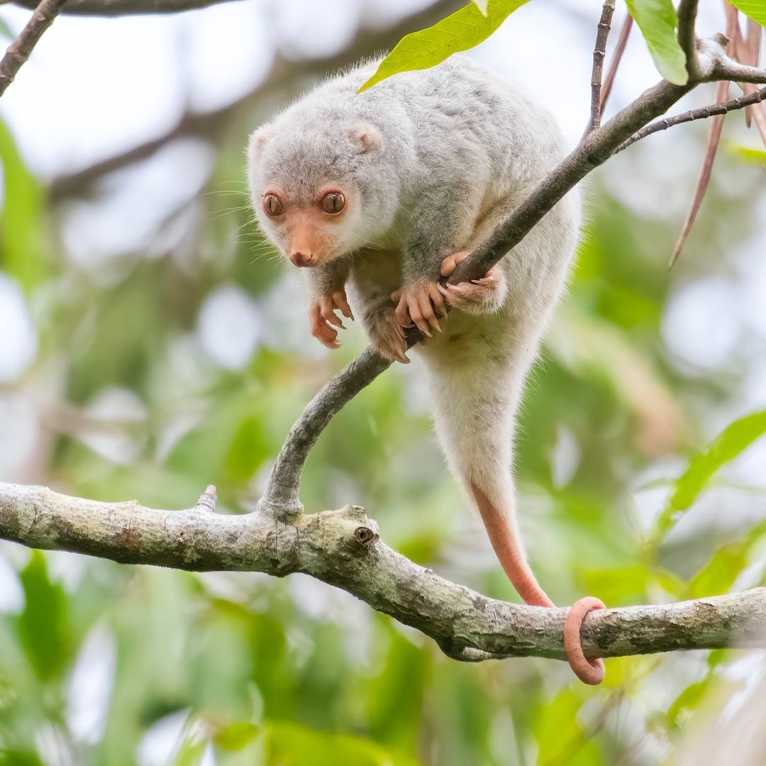 Baby spotted cuscus - Couscous, Possum, Marsupials, Wild animals, wildlife, National park, Australia, The photo