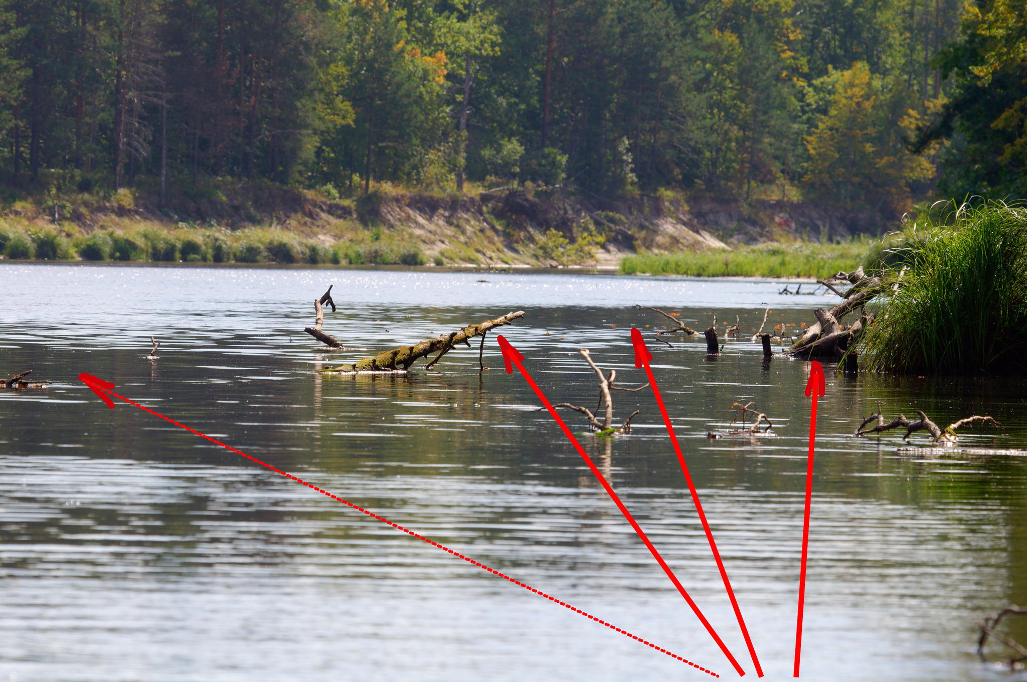 Fishing with a spinning rod in a deep snag - My, Fishing, Nature, The nature of Russia, Technical fishing, Jig, Spinning, Pike, Perch, Longpost