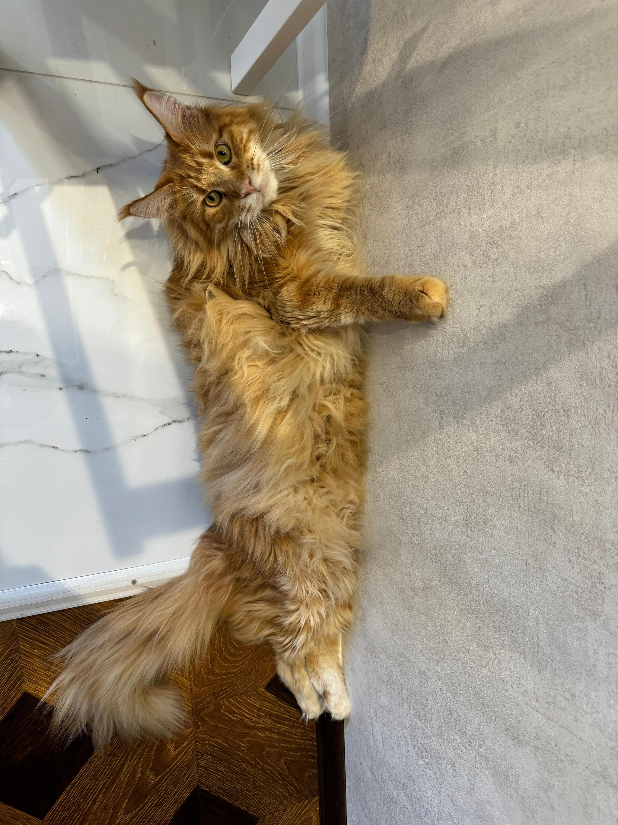 Hello! What does your Maine Coon eat? - My, Maine Coon, Milota, cat, Animal feed