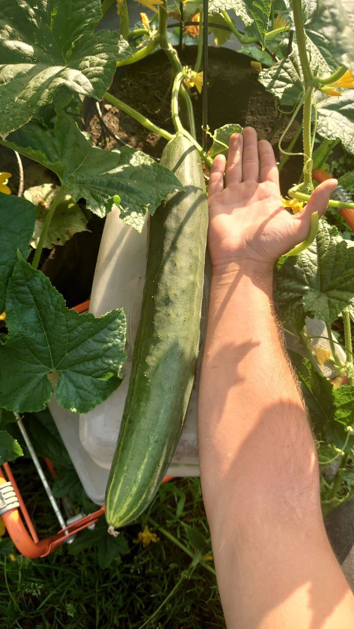 Growing Giant Vegetables 2024. Part 7 - My, Gardening, Garden, Garden, Plants, Houseplants, Big size, Video, Vertical video, Longpost