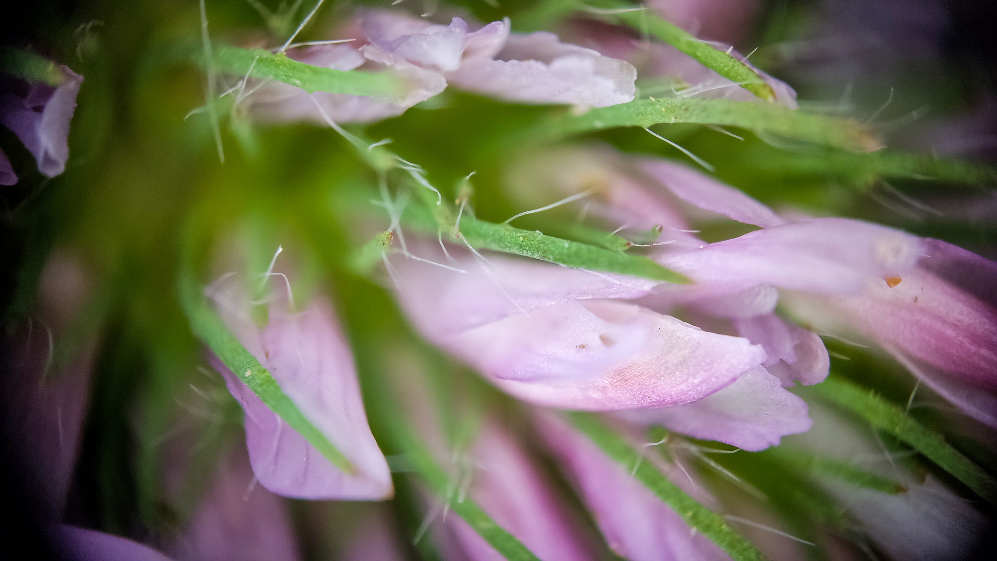 Photo project Let's take a closer look post No. 40. Clover - My, Bloom, Macro photography, Nature, Сельское хозяйство, The photo, Insects, Plants, Steppe, The nature of Russia, Longpost