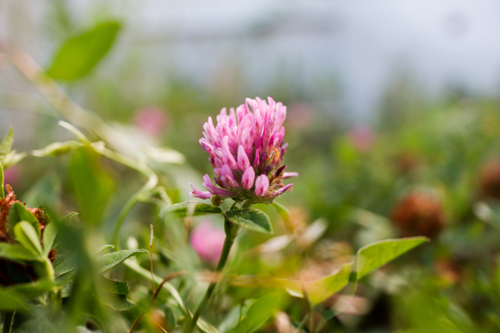 Photo project Let's take a closer look post No. 40. Clover - My, Bloom, Macro photography, Nature, Сельское хозяйство, The photo, Insects, Plants, Steppe, The nature of Russia, Longpost