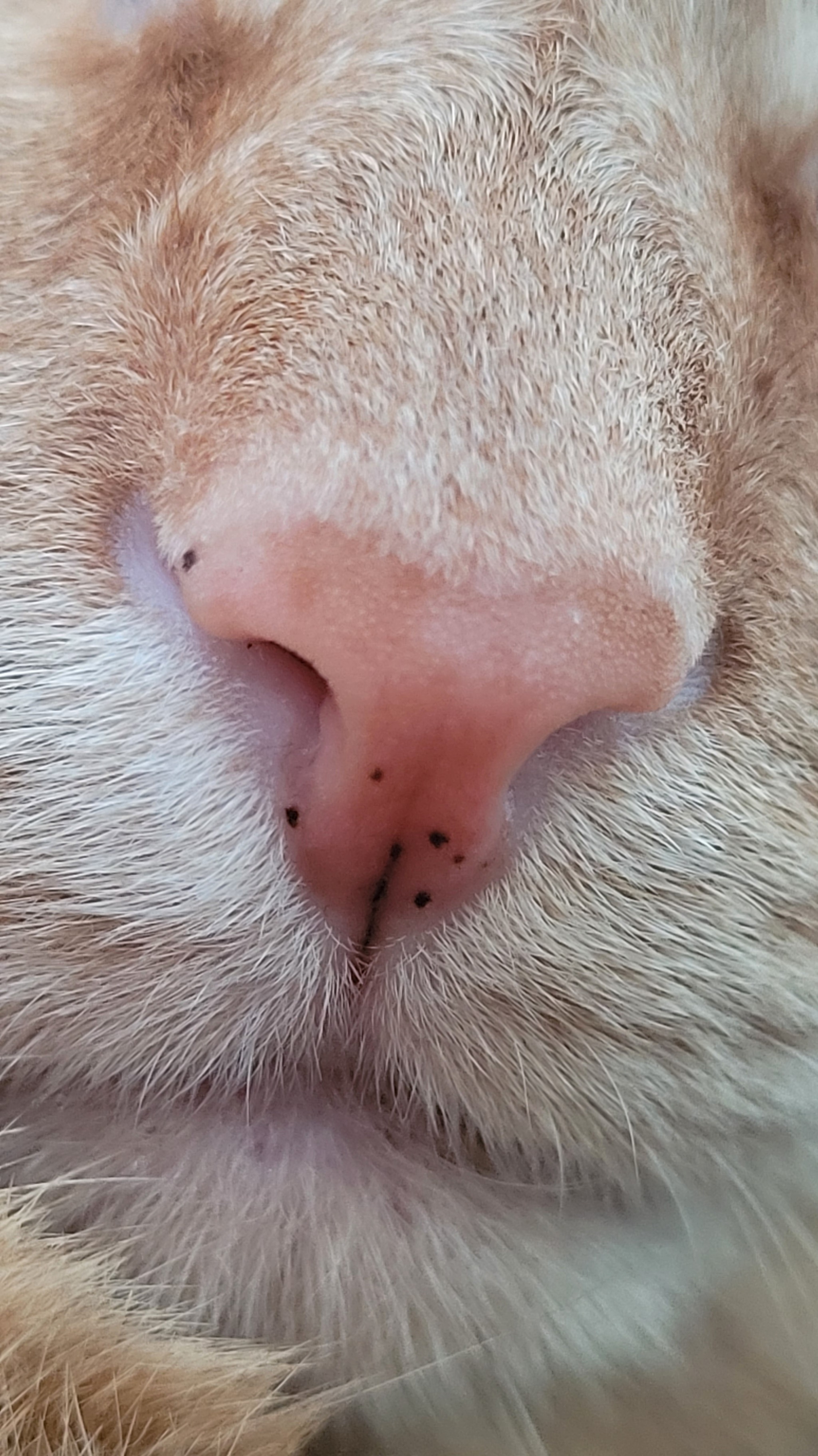 Lentigo - My, Pigment spots, Kurilian Bobtail, Nose, Zhuk, Informative, Longpost, cat, Redheads