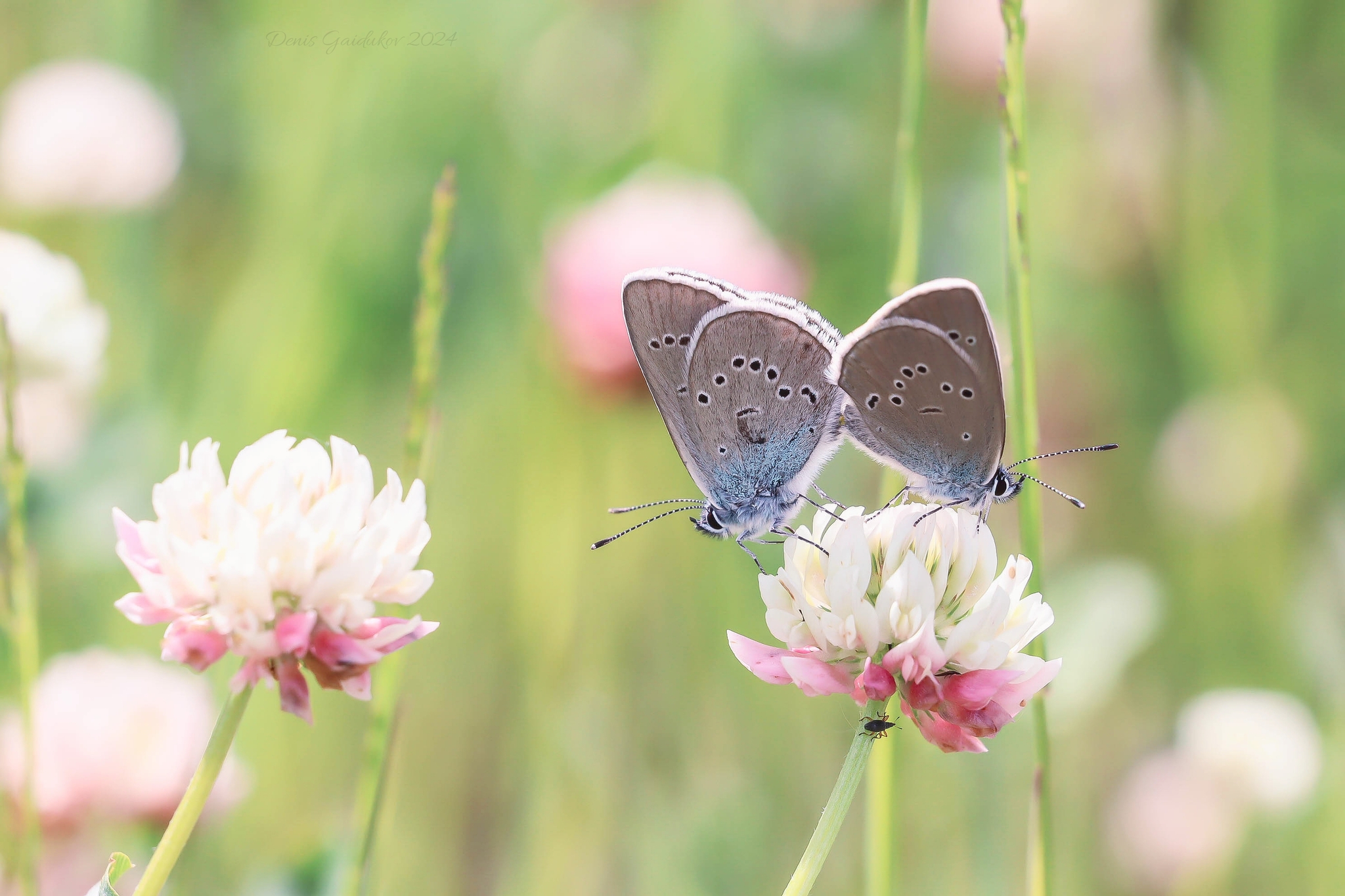 Random witness - Images, Butterfly, Macro photography, Insects, The photo