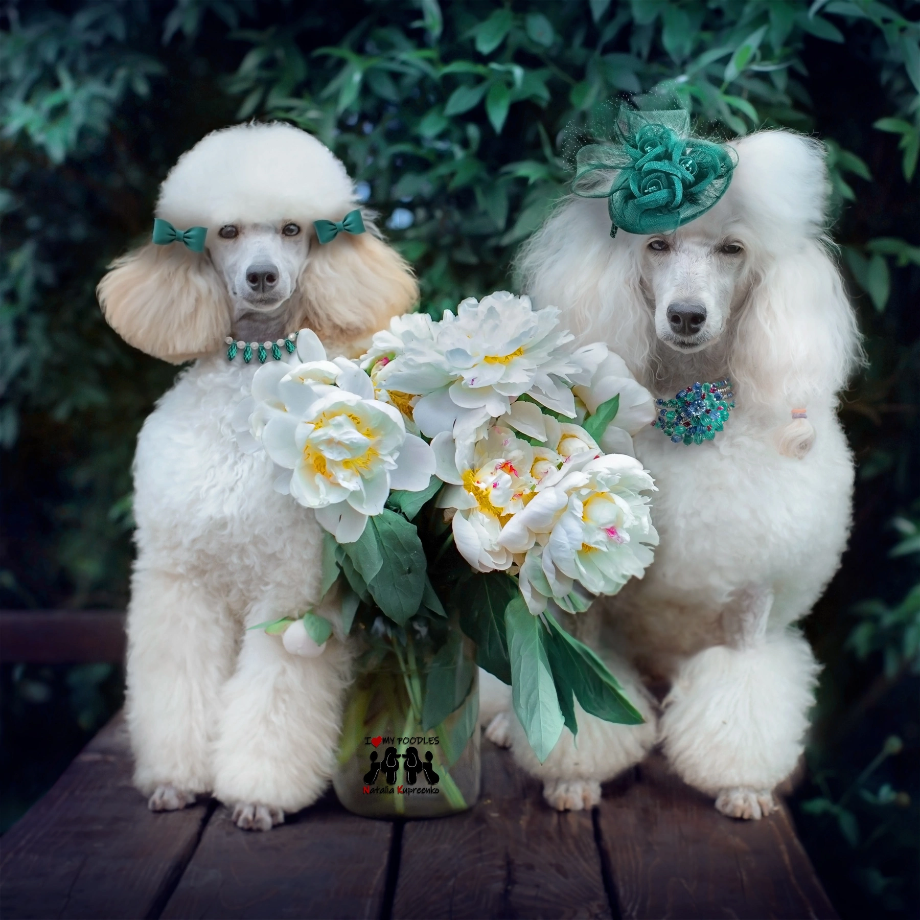 Ladies from high society - My, Dog, Small Poodle, Pets, Flowers, The photo