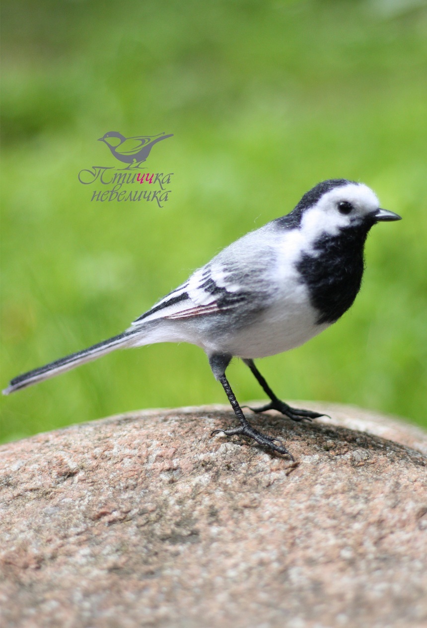 Felted a wagtail - My, Dry felting, Wallow, Needlework, Needlework without process, With your own hands, Master, Hobby, Creation, Handmade, Birds, Author's toy, Longpost