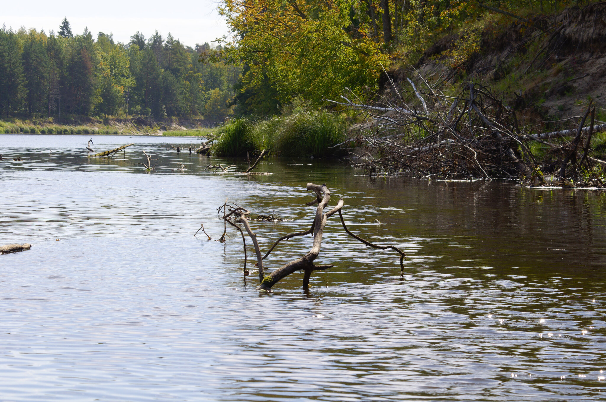 Fishing with a spinning rod in a deep snag - My, Fishing, Nature, The nature of Russia, Technical fishing, Jig, Spinning, Pike, Perch, Longpost