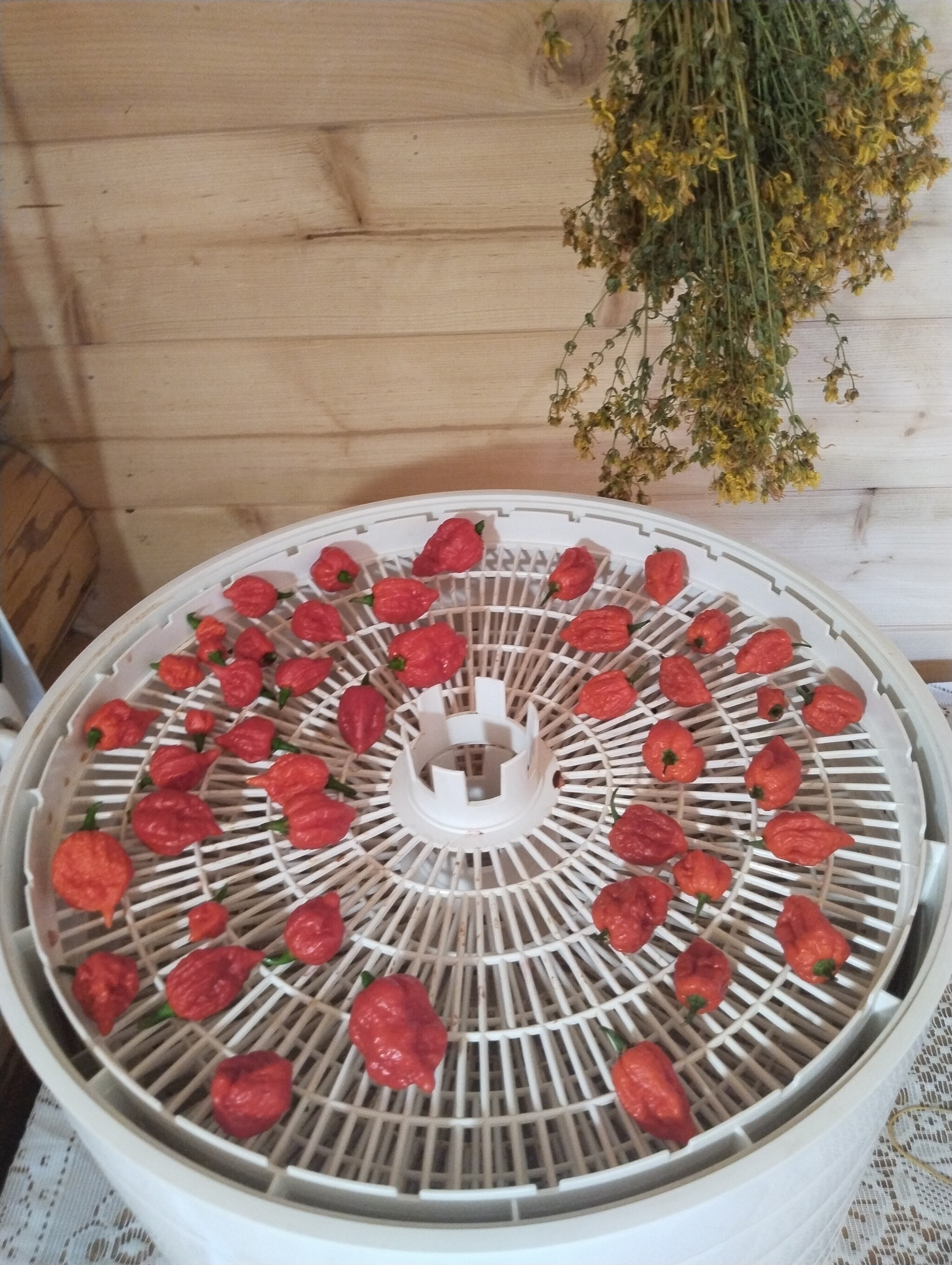 Carolina Reaper: drying - My, Pepper, Hot peppers, Carolina Reaper, Sauce, Blanks, Cooking, Canning, Men's cooking, Longpost