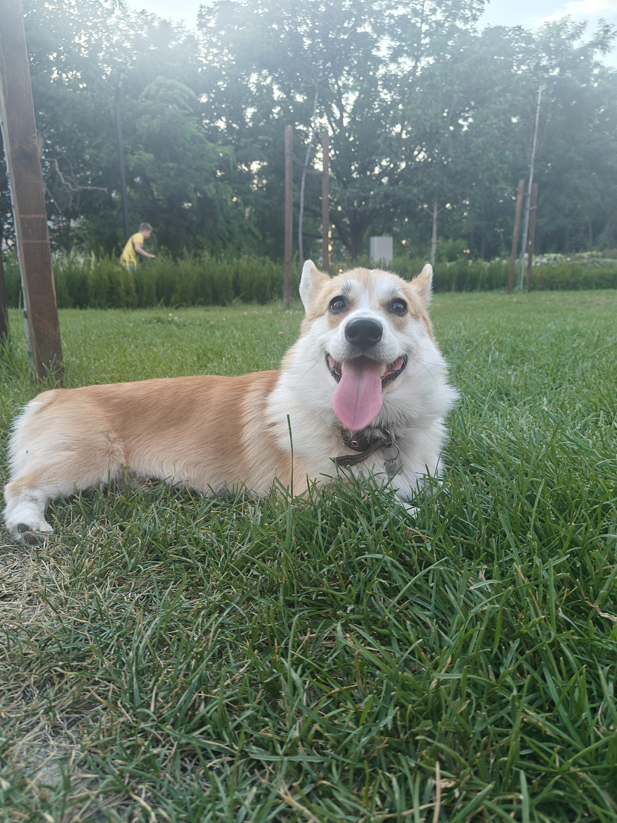 Greetings from hot Krasnodar) - My, Dog, Corgi, Walk, Welsh corgi pembroke, Mobile photography, Sheepdog, Probe, Krasnodar, Heat, The park, Longpost