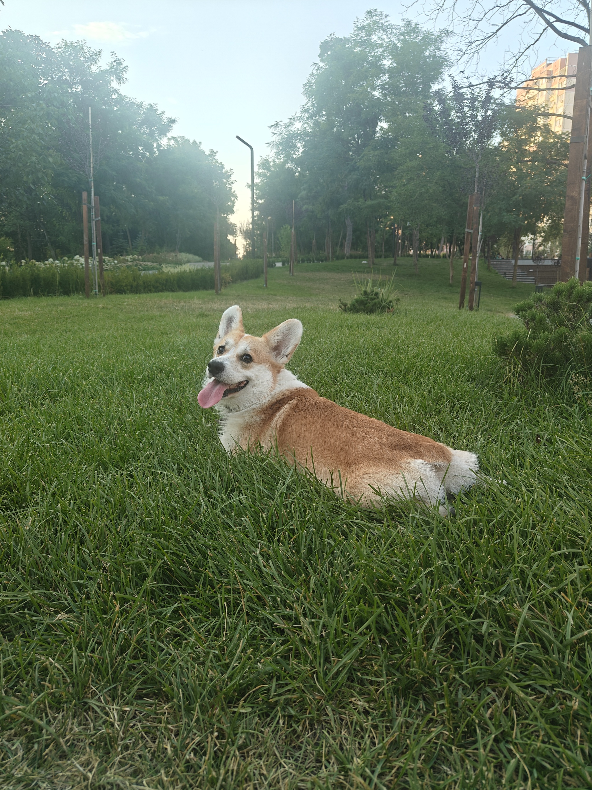 Greetings from hot Krasnodar) - My, Dog, Corgi, Walk, Welsh corgi pembroke, Mobile photography, Sheepdog, Probe, Krasnodar, Heat, The park, Longpost