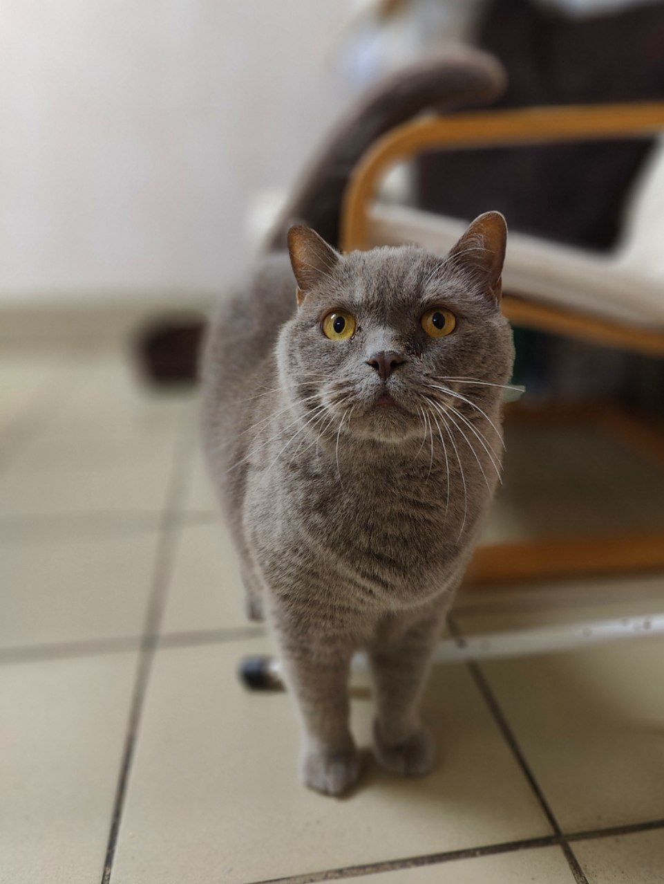 Hello everyone from 12 year old Amur, who was asked to be put to sleep by his owner due to business trips. - My, cat, Animal Rescue, British cat, Tosno, Vertical video, Epilepsy, Video, Longpost