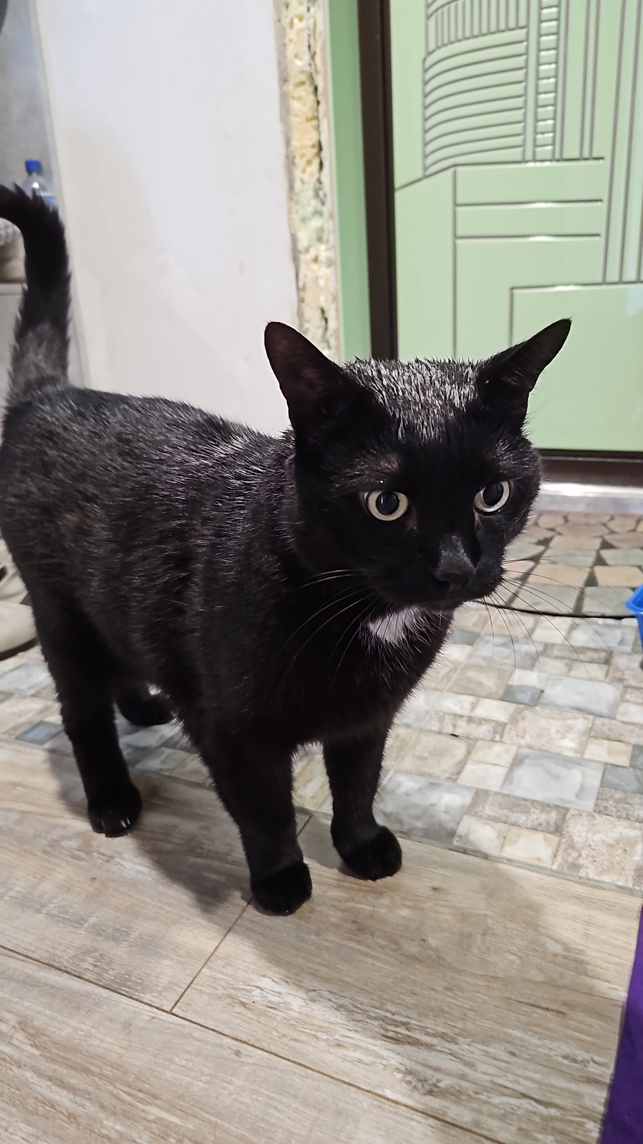 Black cat found! Moscow - My, Black cat, Question, Ask Peekaboo, Text, Lost cat, No rating, Longpost, Found a cat, Moscow, Medvedkovo, cat