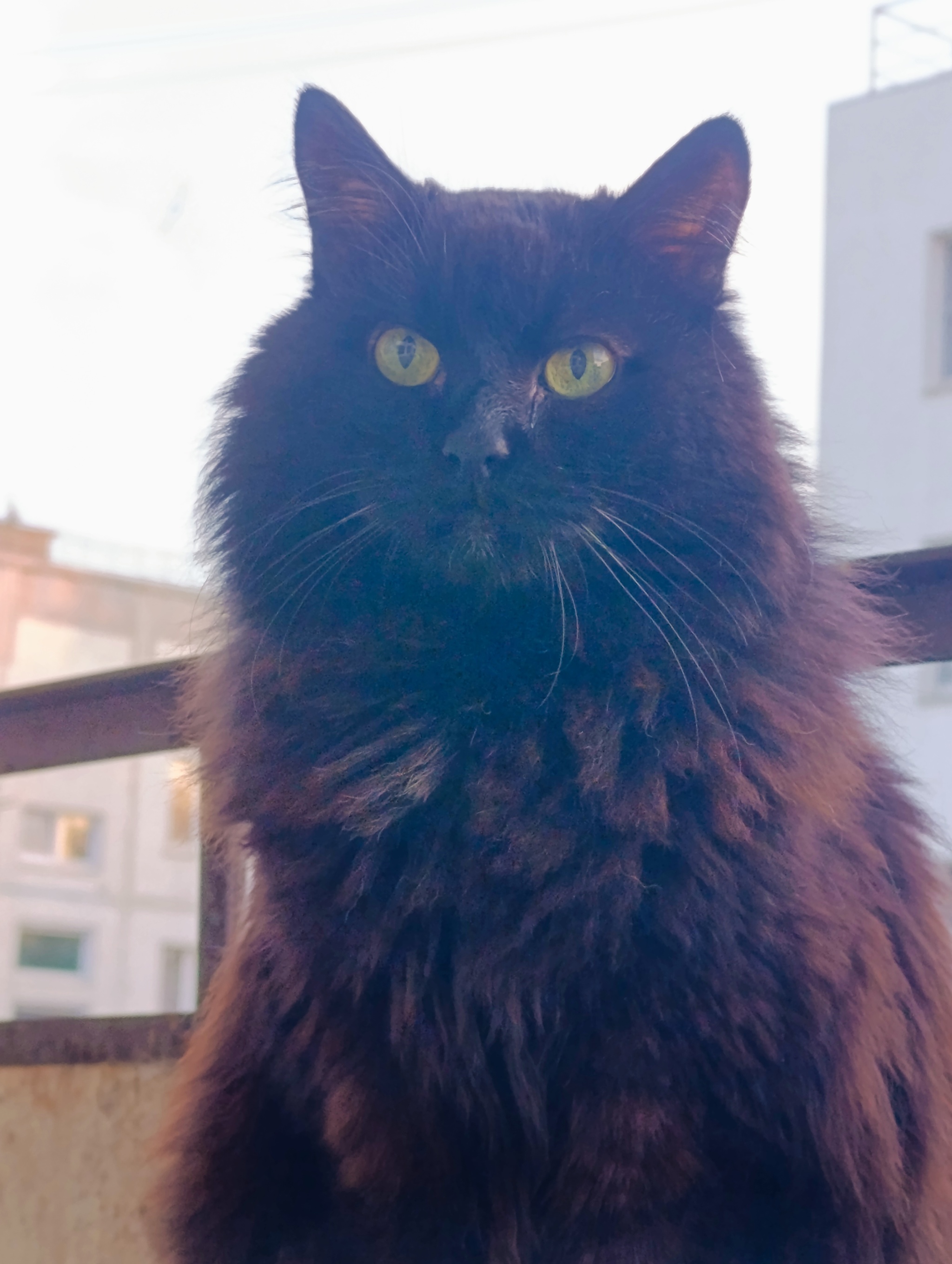 My cat) - My, cat, Black cat, master and slave, Pet the cat, Fluffy, Paws, Cat lovers, Longpost, Pets, The photo