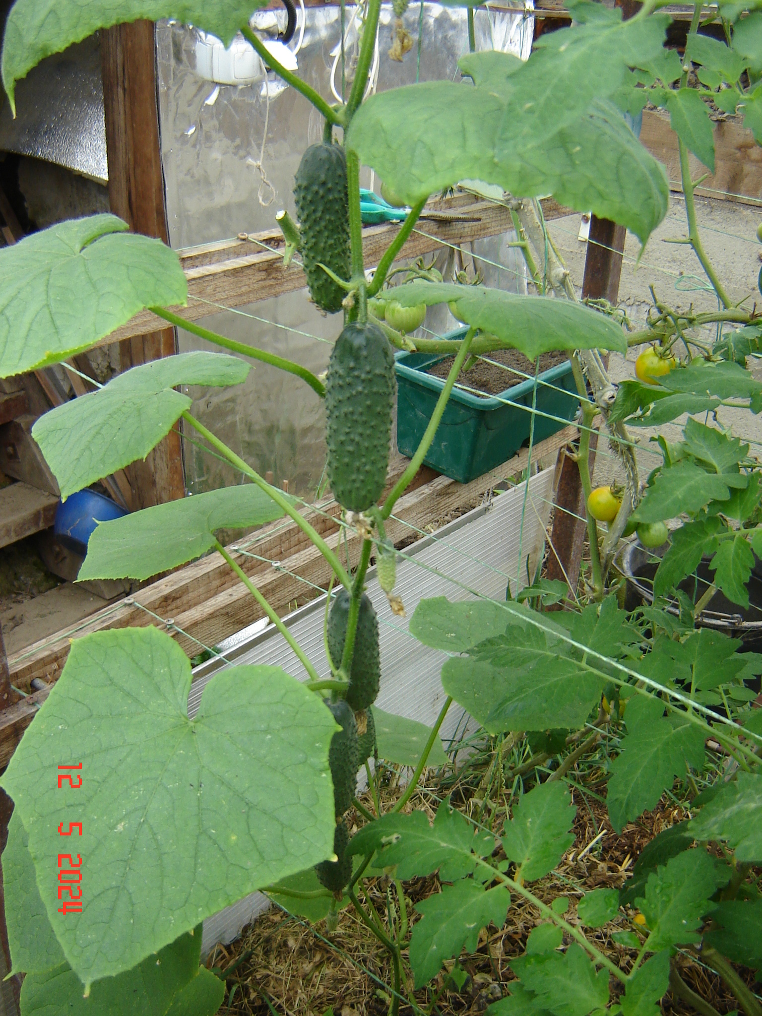 How does a cucumber grow... - My, Краснодарский Край, Cucumbers, Krasnodar, Longpost