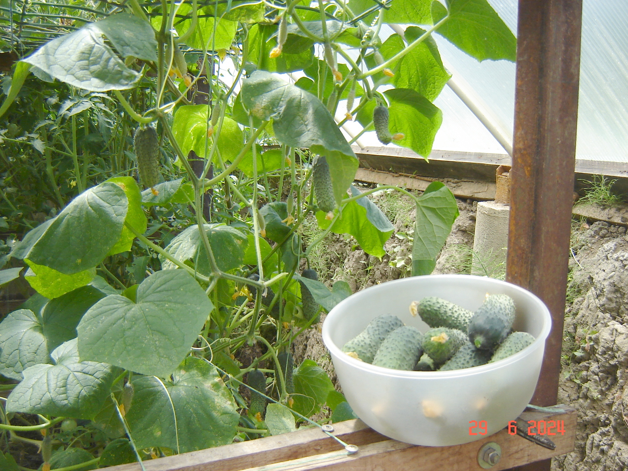 How does a cucumber grow... - My, Краснодарский Край, Cucumbers, Krasnodar, Longpost