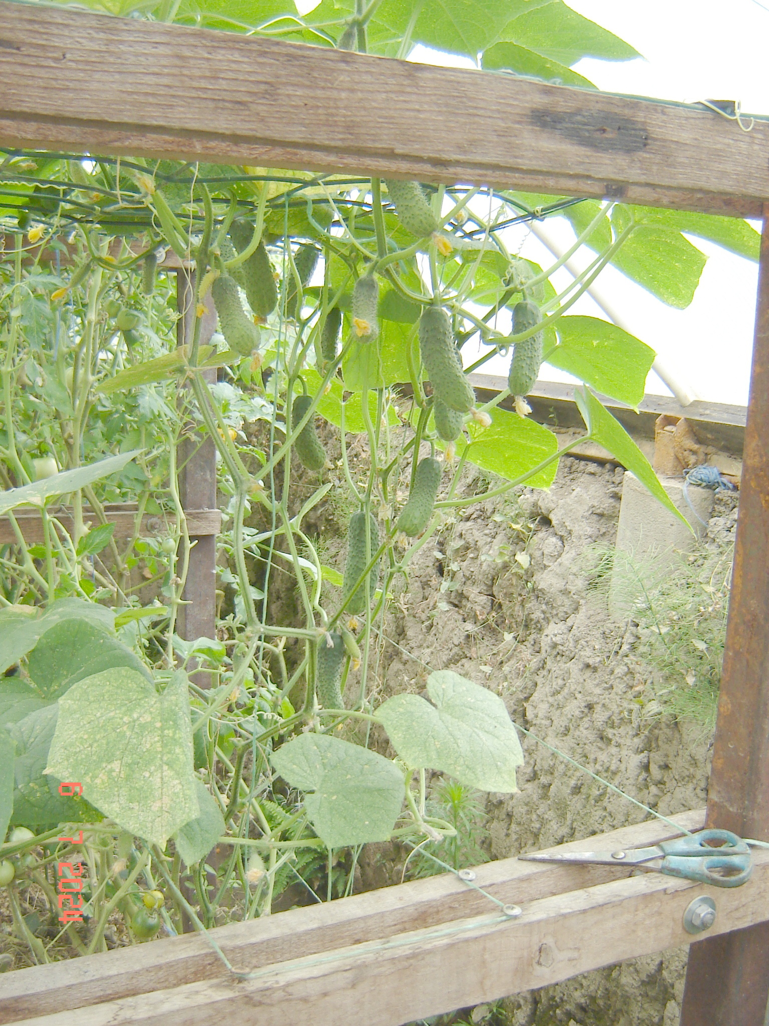 How does a cucumber grow... - My, Краснодарский Край, Cucumbers, Krasnodar, Longpost