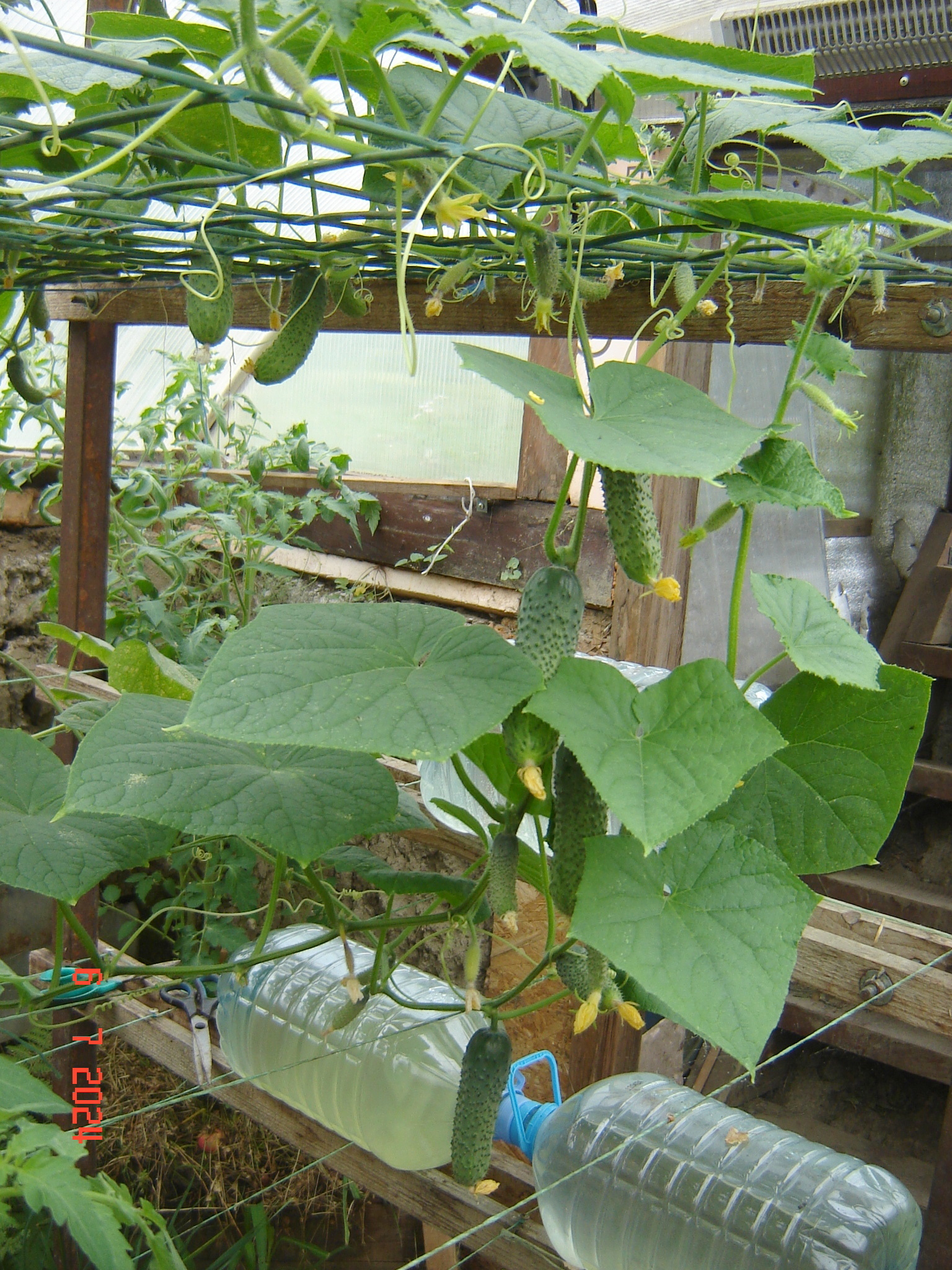 How does a cucumber grow... - My, Краснодарский Край, Cucumbers, Krasnodar, Longpost