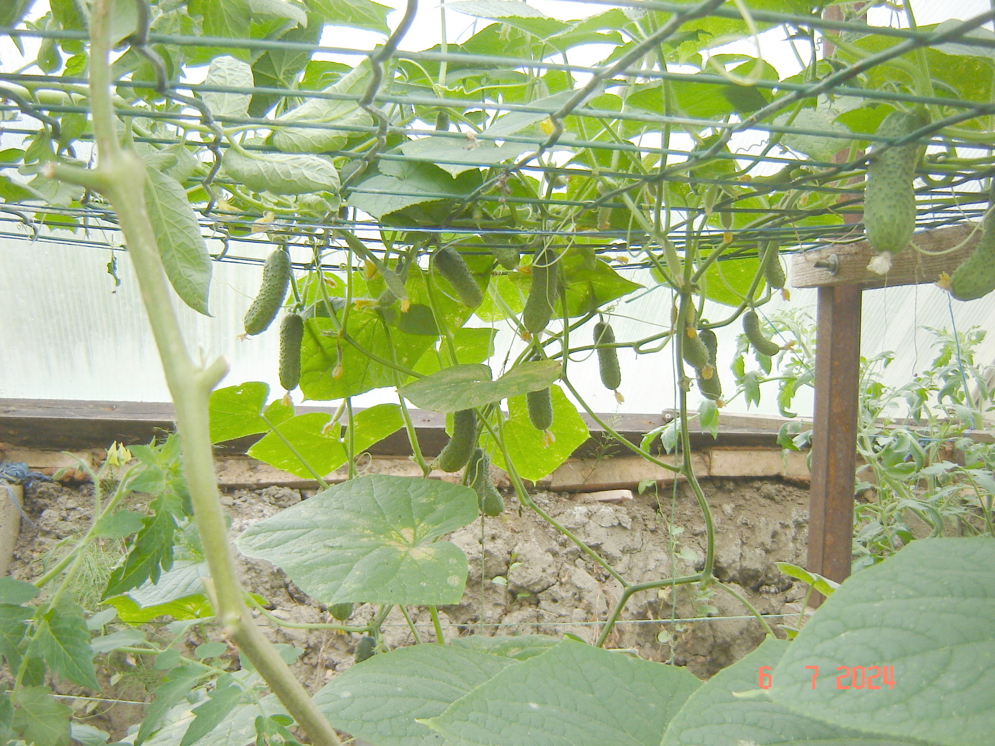 How does a cucumber grow... - My, Краснодарский Край, Cucumbers, Krasnodar, Longpost