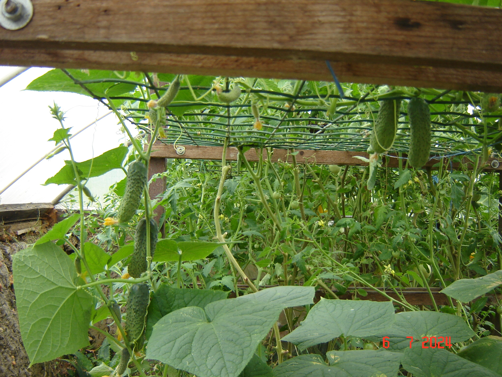 How does a cucumber grow... - My, Краснодарский Край, Cucumbers, Krasnodar, Longpost