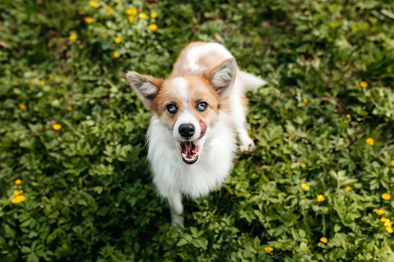 Exclusive little red fox dog Amber as a gift - Dog, Dog lovers, Fluffy, In good hands, Moscow, Moscow region, Homeless animals, Overexposure, Shelter, Kindness, Longpost