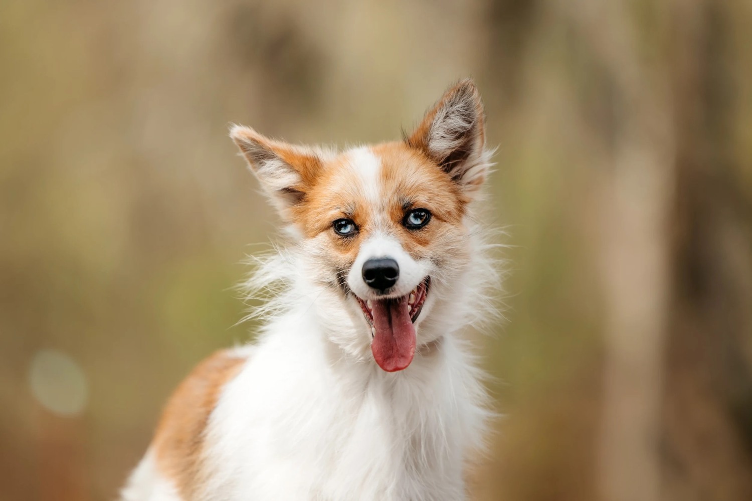 Exclusive little red fox dog Amber as a gift - Dog, Dog lovers, Fluffy, In good hands, Moscow, Moscow region, Homeless animals, Overexposure, Shelter, Kindness, Longpost