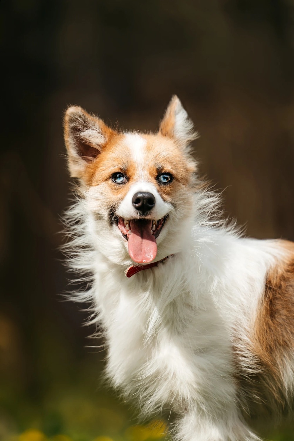 Exclusive little red fox dog Amber as a gift - Dog, Dog lovers, Fluffy, In good hands, Moscow, Moscow region, Homeless animals, Overexposure, Shelter, Kindness, Longpost