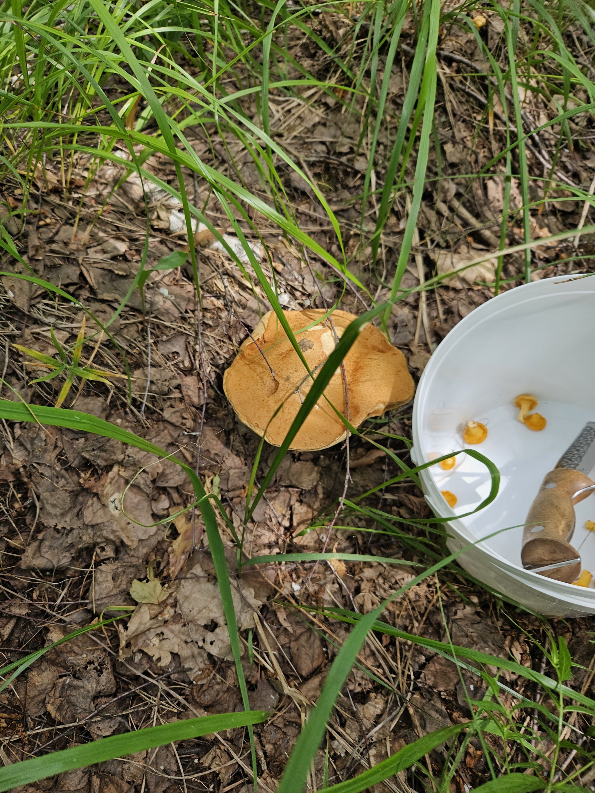 Chanterelles 2024 - My, Silent hunt, Chanterelles, Tambov Region, Longpost, Mushrooms, Жуки, The photo