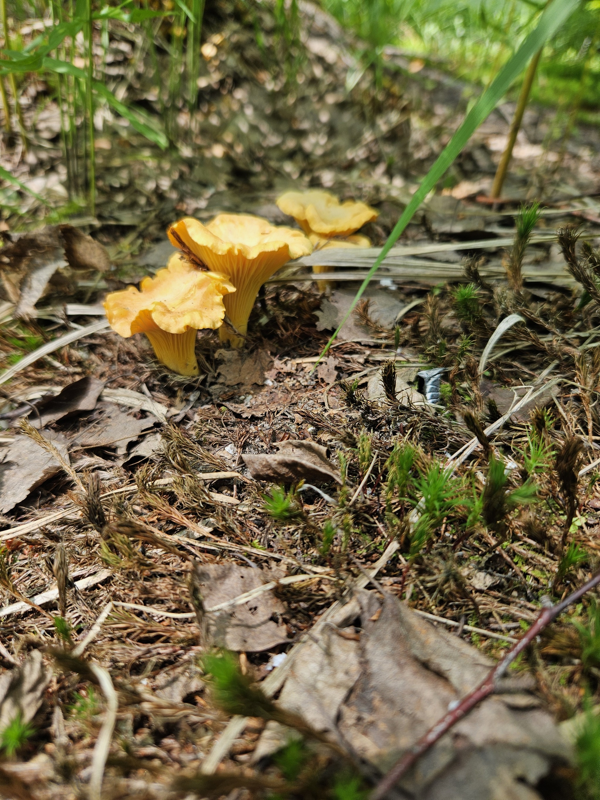 Chanterelles 2024 - My, Silent hunt, Chanterelles, Tambov Region, Longpost, Mushrooms, Жуки, The photo