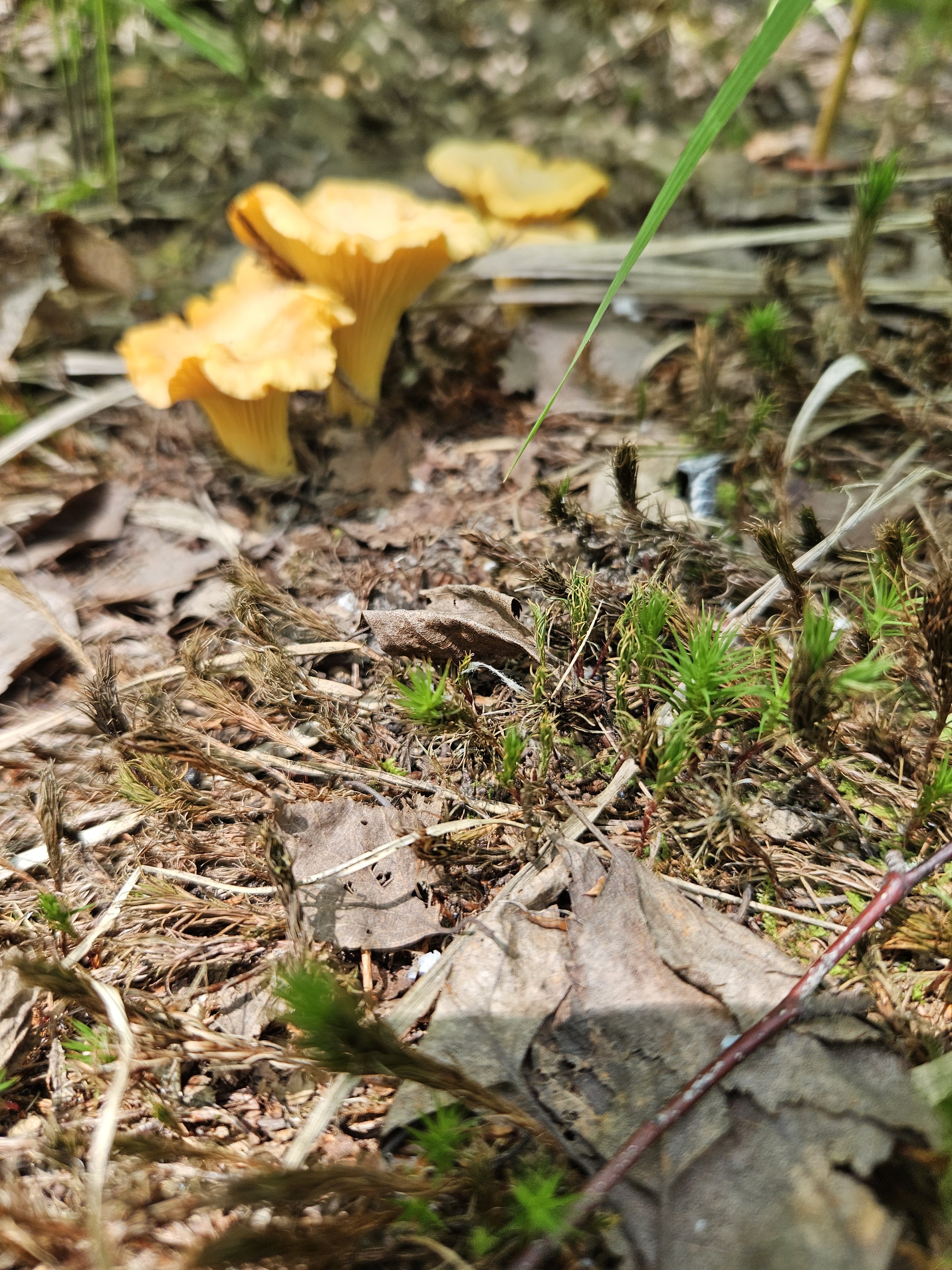 Chanterelles 2024 - My, Silent hunt, Chanterelles, Tambov Region, Longpost, Mushrooms, Жуки, The photo