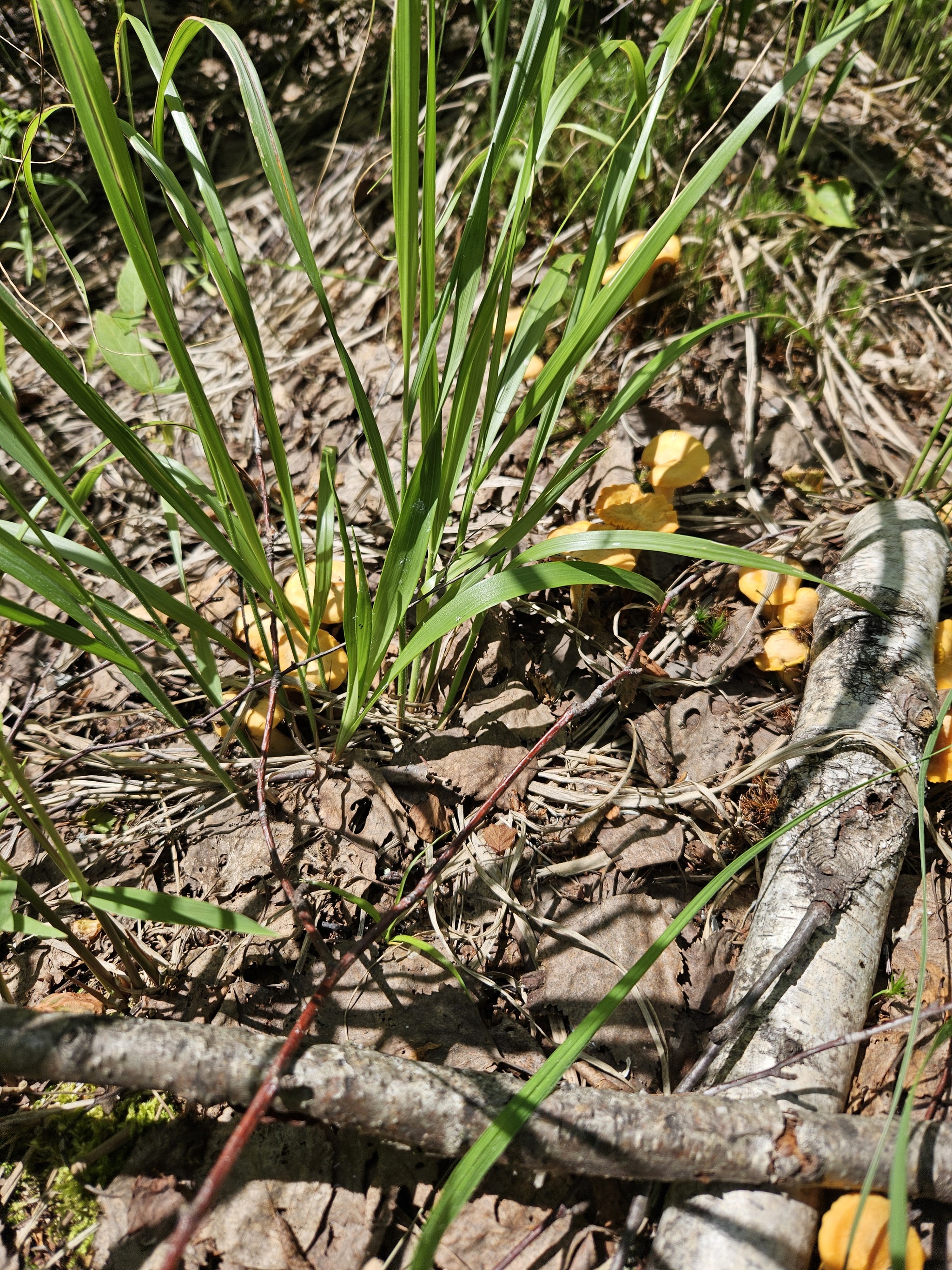 Chanterelles 2024 - My, Silent hunt, Chanterelles, Tambov Region, Longpost, Mushrooms, Жуки, The photo