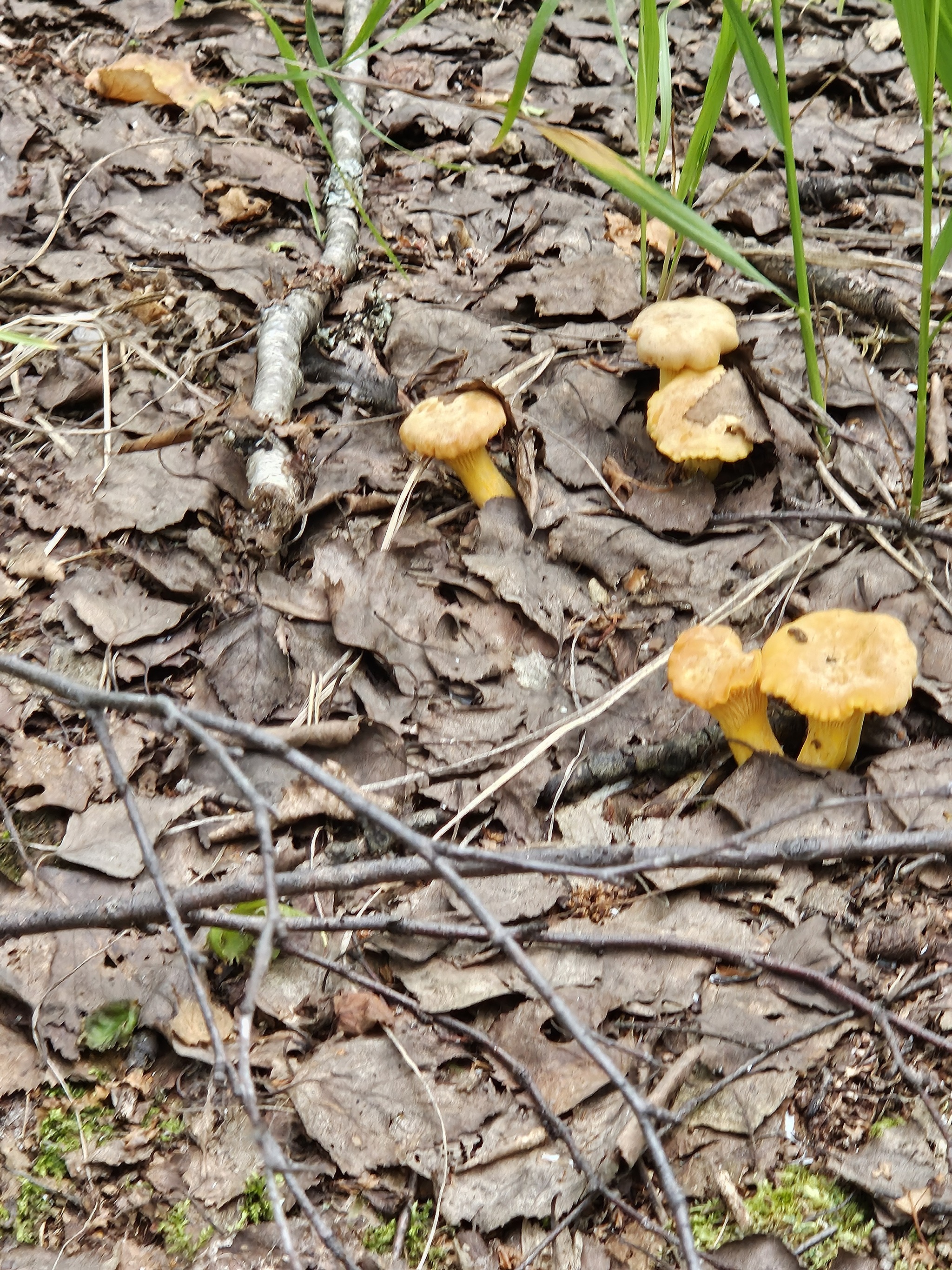 Chanterelles 2024 - My, Silent hunt, Chanterelles, Tambov Region, Longpost, Mushrooms, Жуки, The photo