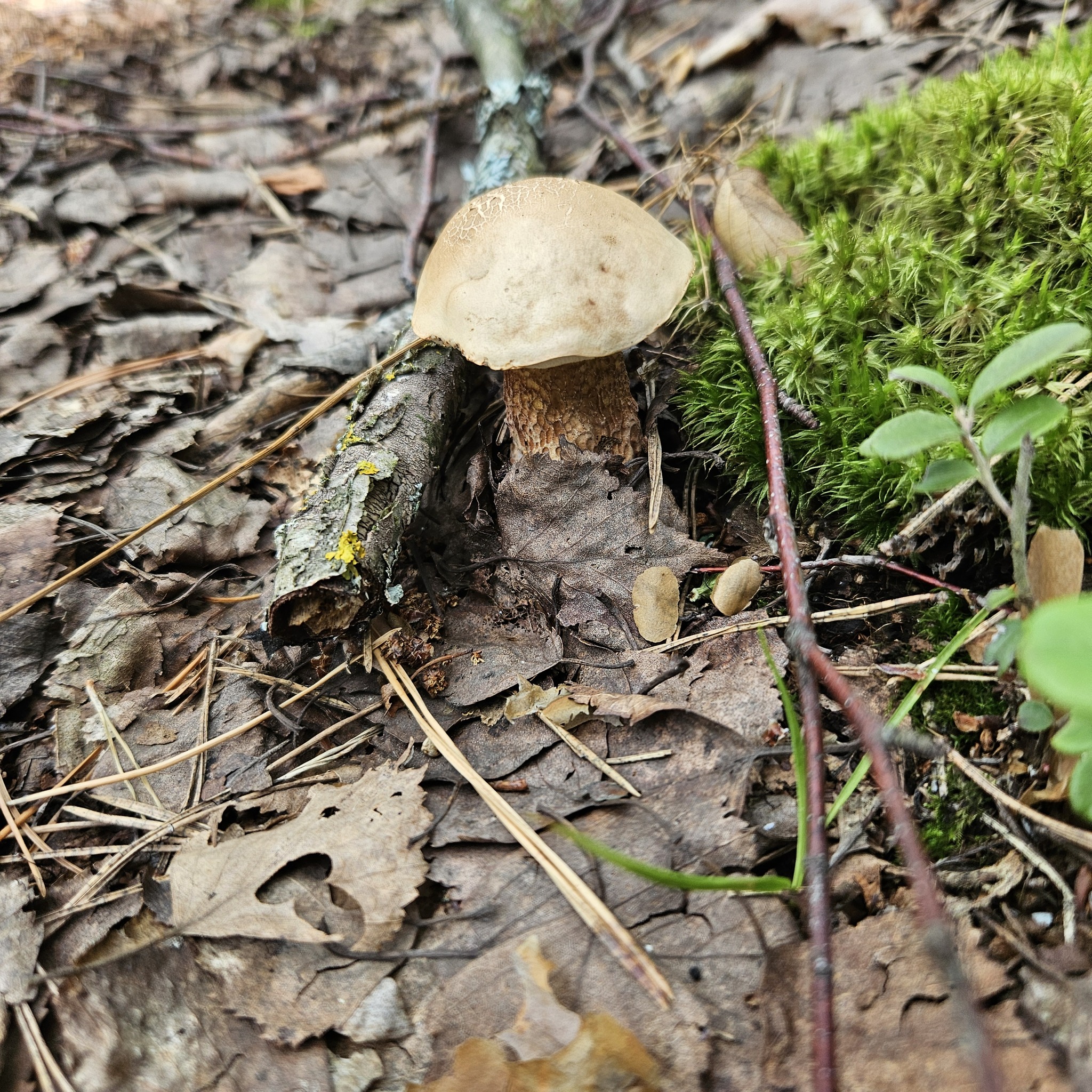 Chanterelles 2024 - My, Silent hunt, Chanterelles, Tambov Region, Longpost, Mushrooms, Жуки, The photo