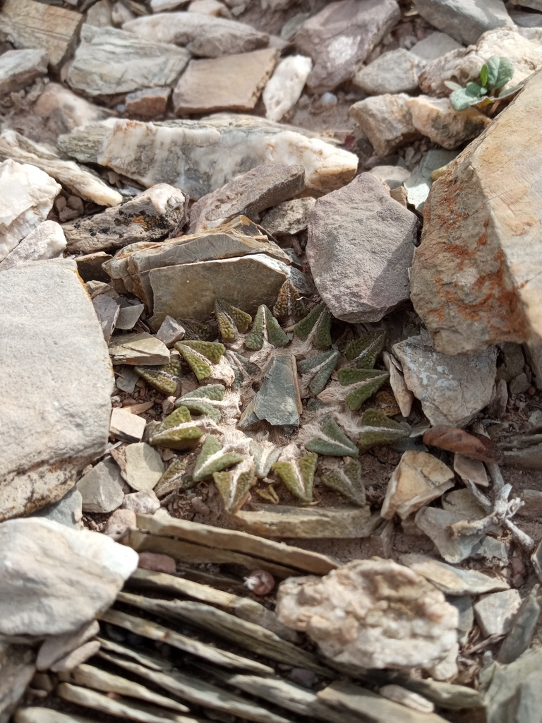 Cacti and succulents in the wild - My, Rare view, Plants, Red Book, Around the world, Cactus, Biology, Exotic plants, Nature, wildlife, Exotic, Succulents, Desert, Mexico, Wonders of nature, Longpost