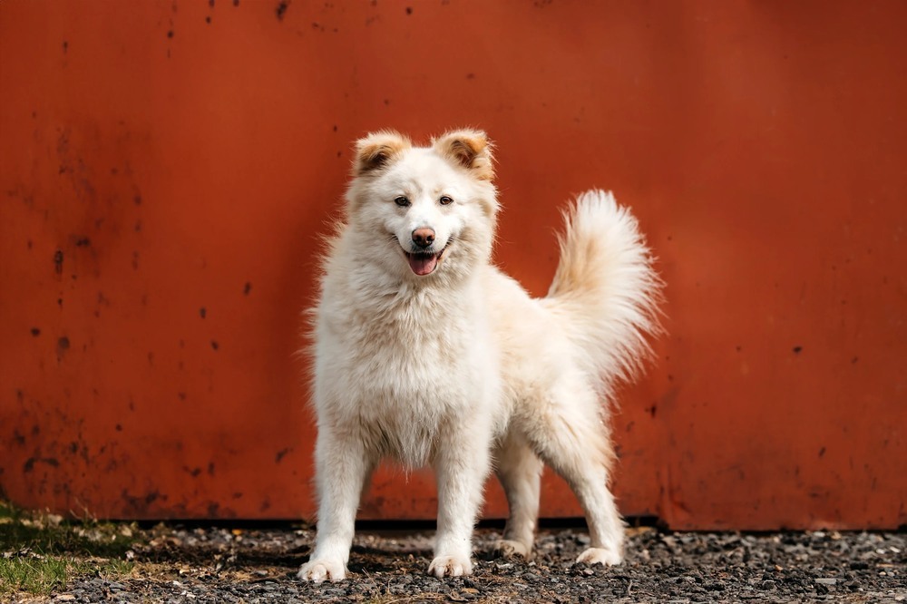 Fluffy dream dog Jessica is in good hands - Dog, Dog lovers, In good hands, Shelter, Homeless animals, Overexposure, Fluffy, Moscow region, Kindness, Volunteering, Longpost