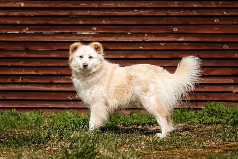 Fluffy dream dog Jessica is in good hands - Dog, Dog lovers, In good hands, Shelter, Homeless animals, Overexposure, Fluffy, Moscow region, Kindness, Volunteering, Longpost