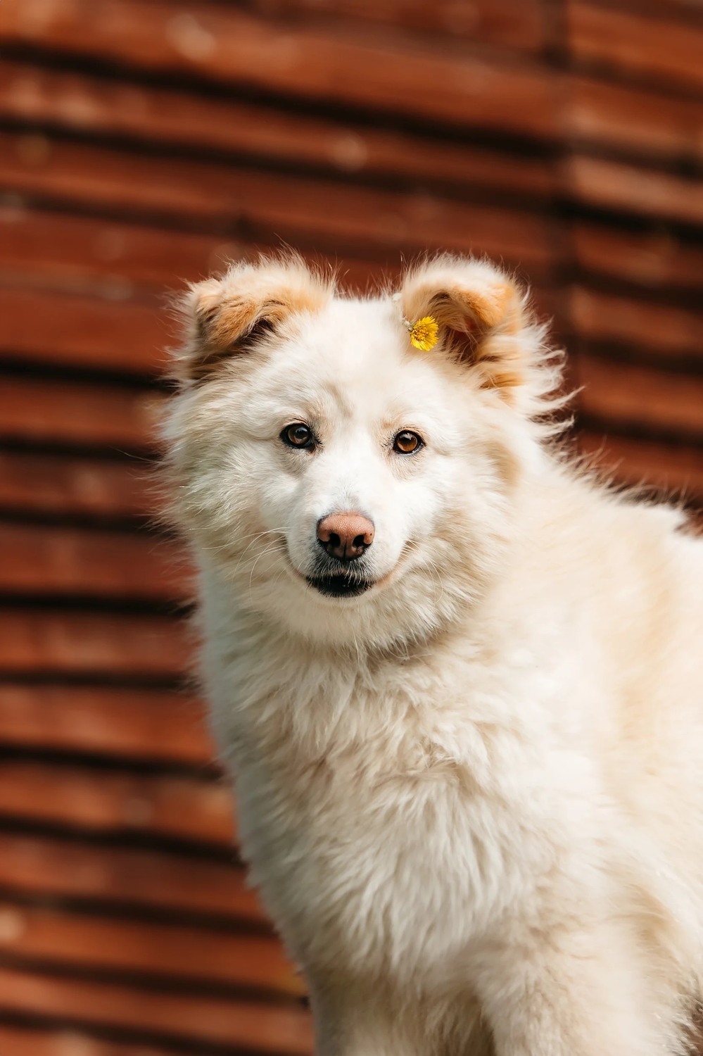 Fluffy dream dog Jessica is in good hands - Dog, Dog lovers, In good hands, Shelter, Homeless animals, Overexposure, Fluffy, Moscow region, Kindness, Volunteering, Longpost