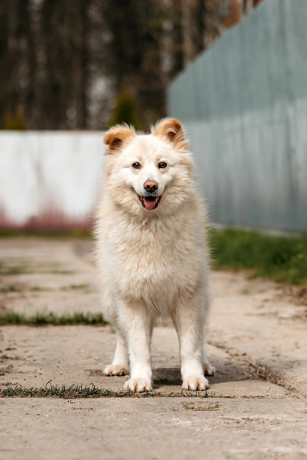 Fluffy dream dog Jessica is in good hands - Dog, Dog lovers, In good hands, Shelter, Homeless animals, Overexposure, Fluffy, Moscow region, Kindness, Volunteering, Longpost