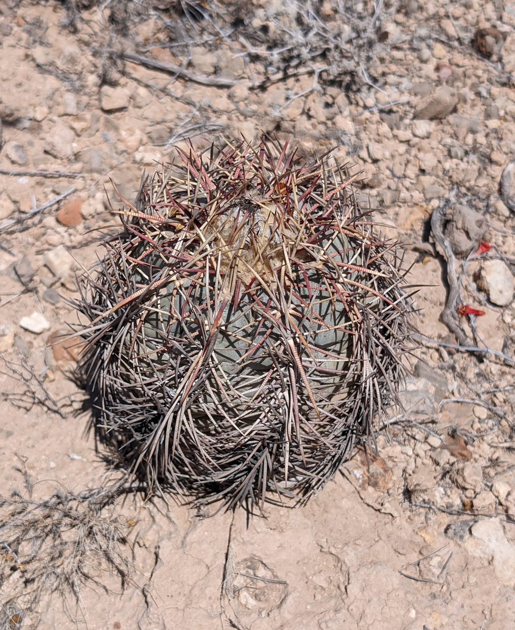 Cacti and succulents in the wild - My, Rare view, Plants, Red Book, Around the world, Cactus, Biology, Exotic plants, Nature, wildlife, Exotic, Succulents, Desert, Mexico, Wonders of nature, Longpost