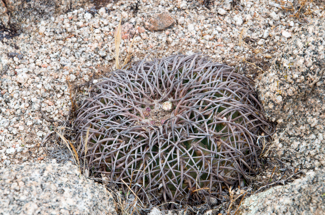 Cacti and succulents in the wild - My, Rare view, Plants, Red Book, Around the world, Cactus, Biology, Exotic plants, Nature, wildlife, Exotic, Succulents, Desert, Mexico, Wonders of nature, Longpost