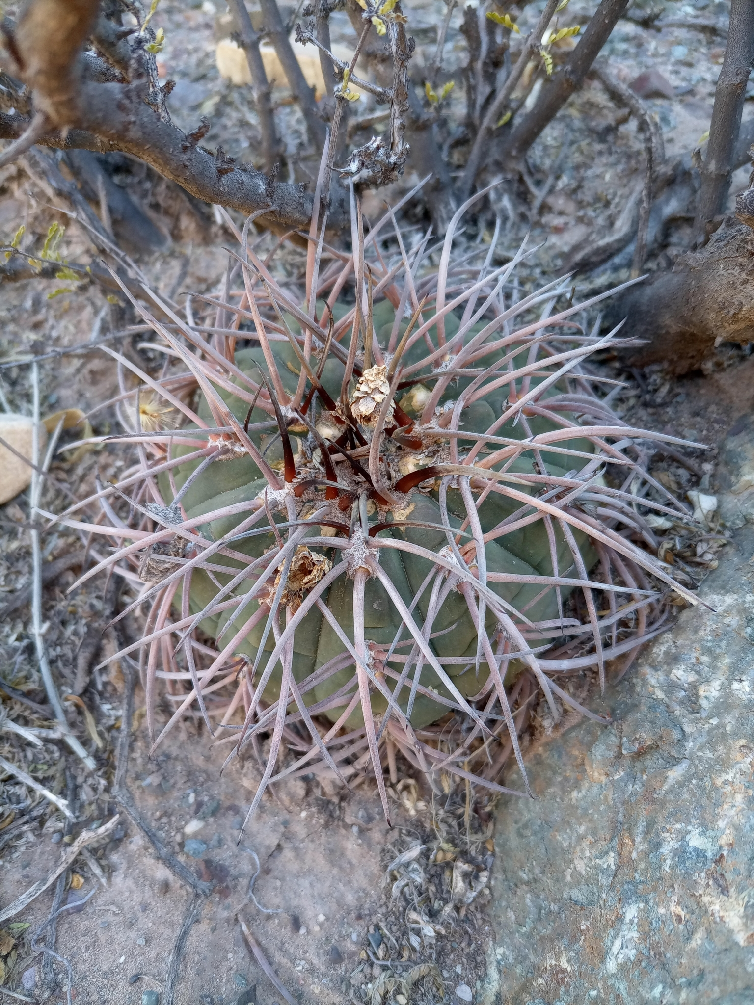 Cacti and succulents in the wild - My, Rare view, Plants, Red Book, Around the world, Cactus, Biology, Exotic plants, Nature, wildlife, Exotic, Succulents, Desert, Mexico, Wonders of nature, Longpost