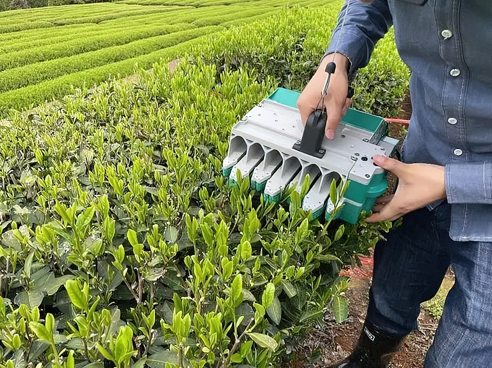 Category 5 O'clock. Did you know about the new harvester for collecting and sorting tea leaves? - My, Products, Nutrition, Beverages, Tea, Scientists, Technologies, Technics, Tea plantation, China, The science, Longpost