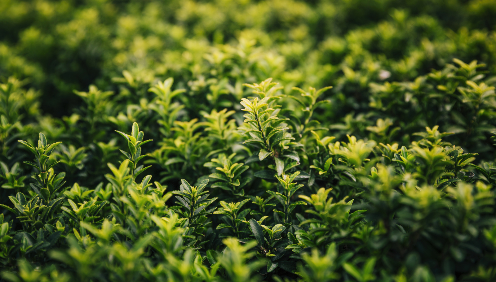 Category 5 O'clock. Did you know about the new harvester for collecting and sorting tea leaves? - My, Products, Nutrition, Beverages, Tea, Scientists, Technologies, Technics, Tea plantation, China, The science, Longpost