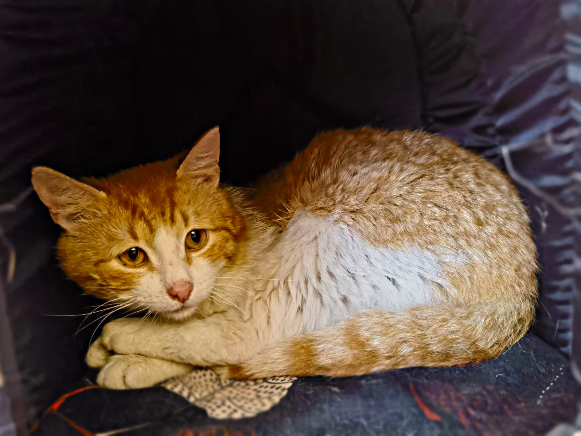 A sad cat with leukemia is waiting for his mother... - In good hands, Homeless animals, Redheads, Kittens, cat, Pet the cat, Fat cats, Vertical video, Fluffy, Moscow, Moscow City, Moscow 24, Video, Soundless, Longpost, Negative