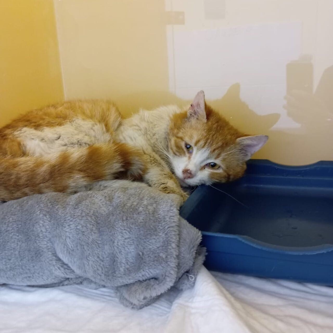 A sad cat with leukemia is waiting for his mother... - In good hands, Homeless animals, Redheads, Kittens, cat, Pet the cat, Fat cats, Vertical video, Fluffy, Moscow, Moscow City, Moscow 24, Video, Soundless, Longpost, Negative