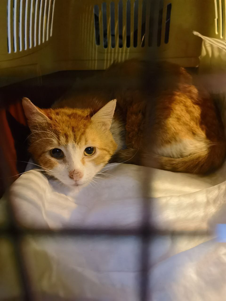 A sad cat with leukemia is waiting for his mother... - In good hands, Homeless animals, Redheads, Kittens, cat, Pet the cat, Fat cats, Vertical video, Fluffy, Moscow, Moscow City, Moscow 24, Video, Soundless, Longpost, Negative