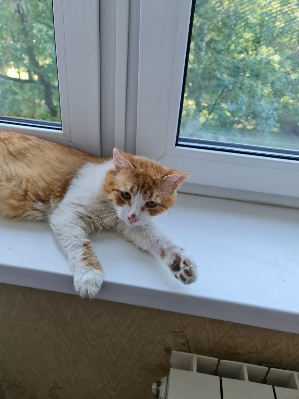 A sad cat with leukemia is waiting for his mother... - In good hands, Homeless animals, Redheads, Kittens, cat, Pet the cat, Fat cats, Vertical video, Fluffy, Moscow, Moscow City, Moscow 24, Video, Soundless, Longpost, Negative